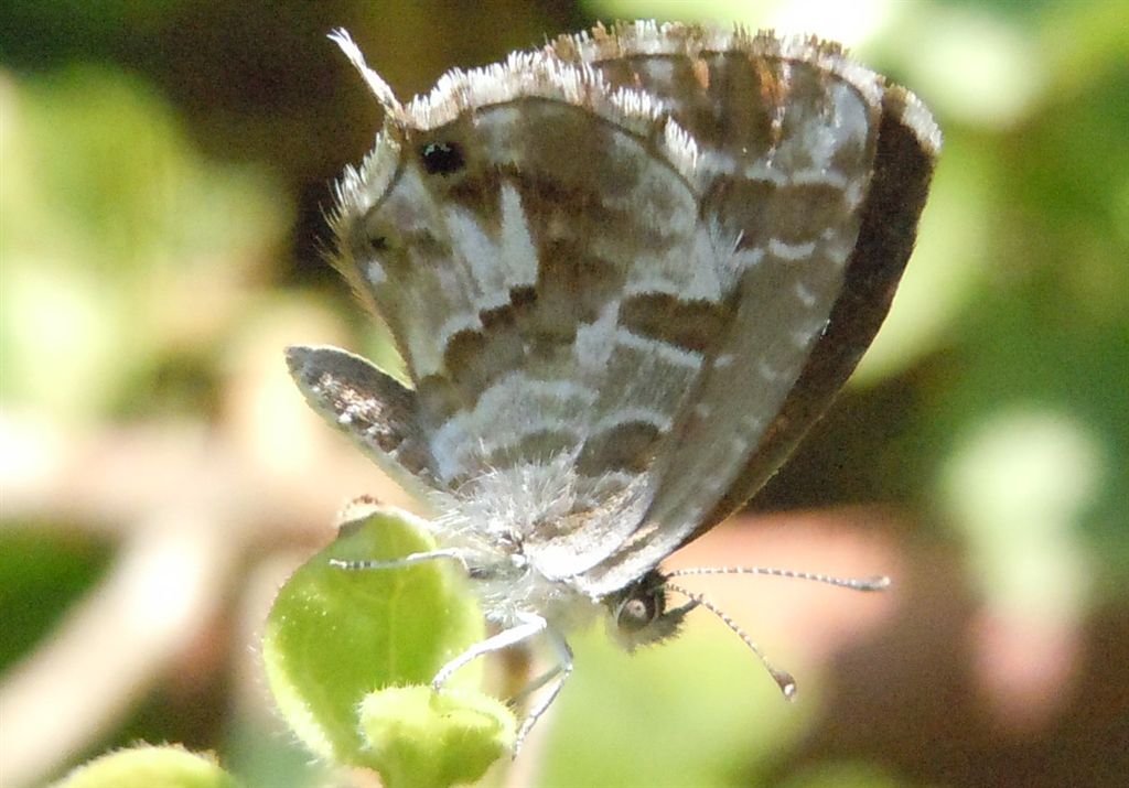 Cacyreus marshalli